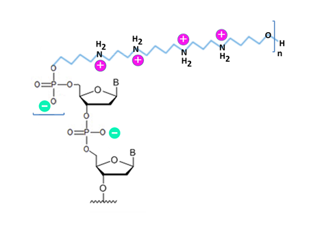 Bio-Synthesis Inc. Oligo Structure